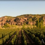 bodega-apatye-02