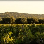 bodega-apatye-05